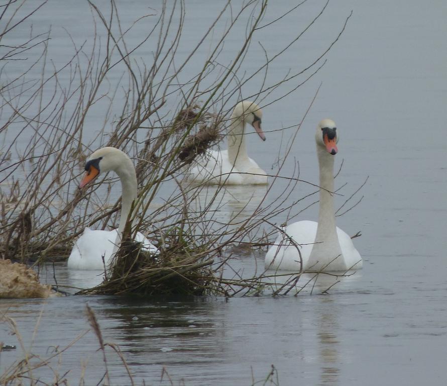 Les Gites De Colliers Muides-sur-Loire Chambre photo